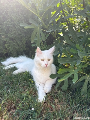 Maine Coon adult - imagine 3