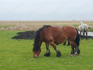 Vand o iapa murga ardeneza de provenienta din Franta