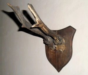 Trofeu vânătoare din anii 1940