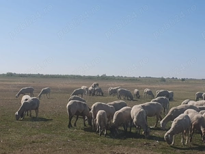 Vand 450 oi de carne,  gestante, 