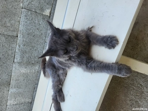 Maine Coon adult - imagine 5
