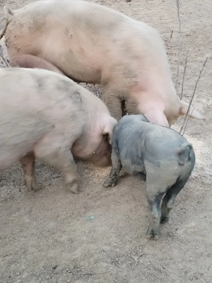 Porci scroafe purcei - imagine 2