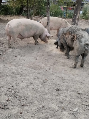 Porci scroafe purcei - imagine 4