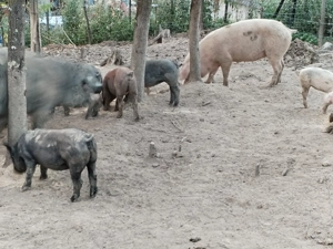 Porci scroafe purcei - imagine 3