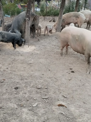 Porci scroafe purcei - imagine 5