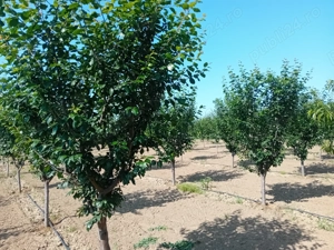 Proprietar vând sau schimb livadă  - imagine 6