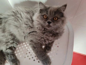 Motănel  british longue hair