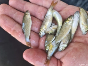 puiet peste pentru populare - imagine 4