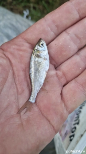 puiet peste pentru populare - imagine 5