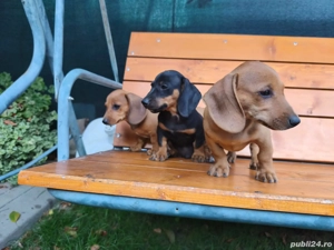 Catei Teckel - imagine 3