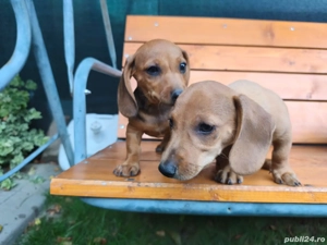 Catei Teckel - imagine 2