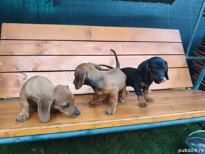 Catei Teckel - imagine 5