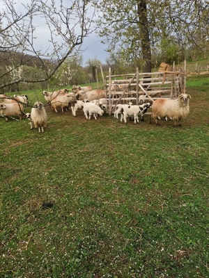 Vand oi turcane - imagine 3