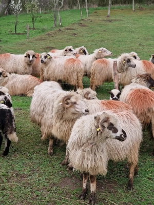 Vand oi turcane - imagine 2