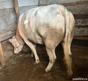 De vânzare vițea! - imagine 3