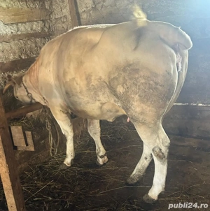 De vânzare vițea! - imagine 2