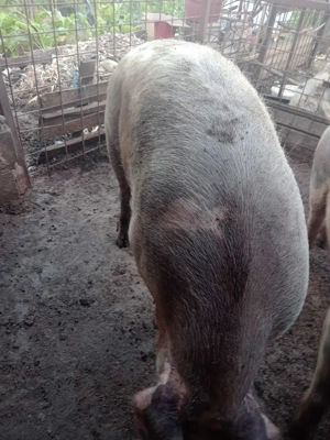 Vind porc,rasa de carne - imagine 2