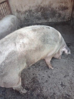 Vind porc,rasa de carne - imagine 3