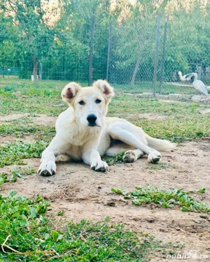 caine de intors - imagine 2 caine de intors - imagine 2