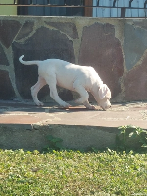 Dogo Argentino  - imagine 2 Dogo Argentino  - imagine 2