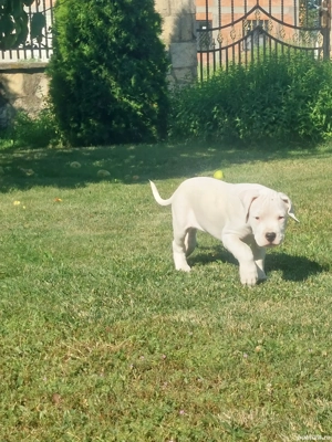 Dogo Argentino  - imagine 3 Dogo Argentino  - imagine 3