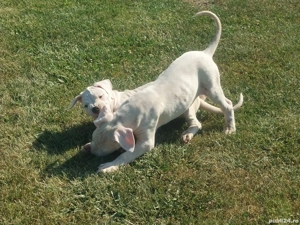 Dogo Argentino  - imagine 4 Dogo Argentino  - imagine 4