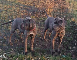 Căței Cane Corso  gri ( blue )  - imagine 3