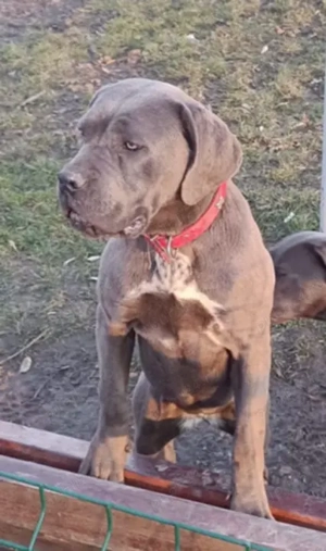 Căței Cane Corso  gri ( blue )  - imagine 2