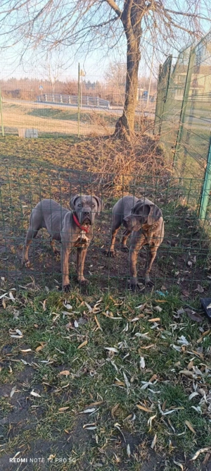 Căței Cane Corso  gri ( blue )  - imagine 4