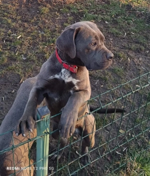 Căței Cane Corso  gri ( blue ) 