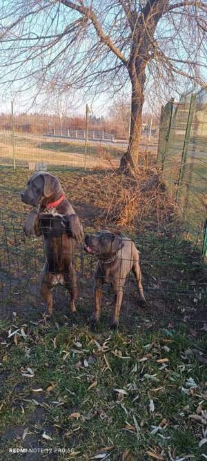 Căței Cane Corso  gri ( blue )  - imagine 5