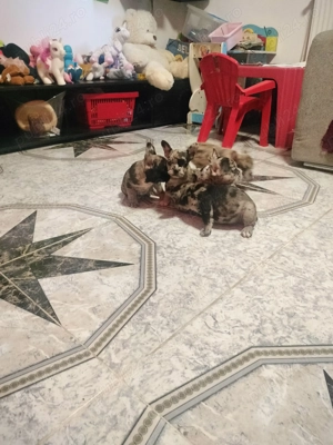 Bulldog francez merle transport gratuit 