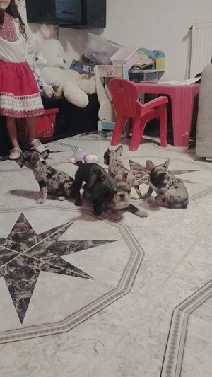 Bulldog francez merle transport gratuit  - imagine 2