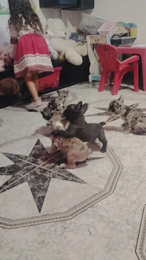 Bulldog francez merle transport gratuit  - imagine 2