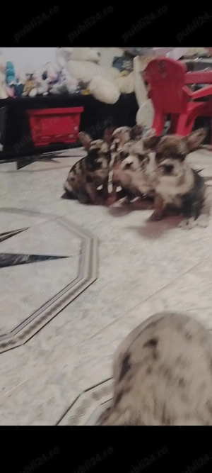 Bulldog francez diferite culori transport gratuit  - imagine 3