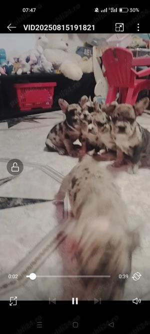 Bulldog francez diferite culori transport gratuit 