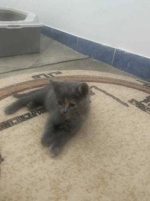 Vânzare donație pisicuțe  - imagine 2