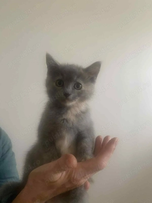 Vânzare donație pisicuțe 