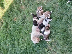 Vând Bichon Maltez foarte jucăuși  - imagine 3 Vând Bichon Maltez foarte jucăuși  - imagine 3