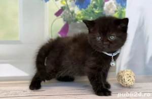 British Black  - imagine 2