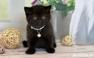 British Black  - imagine 3