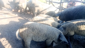 Porvei mangalița de 8 săptămâni și porci între 80 100 kg mangalita - imagine 2 Porvei mangalița de 8 săptămâni și porci între 80 100 kg mangalita - imagine 2