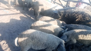 Porvei mangalița de 8 săptămâni și porci între 80 100 kg mangalita - imagine 3 Porvei mangalița de 8 săptămâni și porci între 80 100 kg mangalita - imagine 3