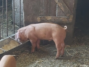 Purcelusi Duroc  pietrain