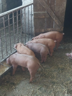 Purcelusi Duroc  pietrain - imagine 2 Purcelusi Duroc  pietrain - imagine 2