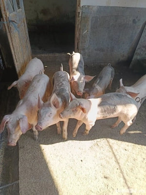 Vand purcei - imagine 5