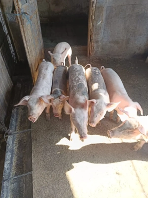 Vand purcei - imagine 2