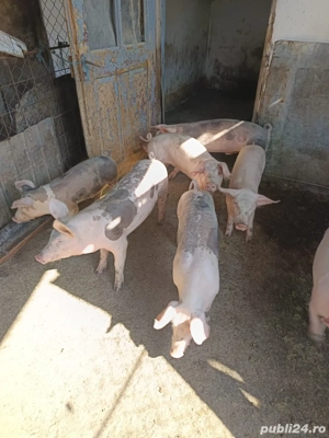 Vand purcei - imagine 3