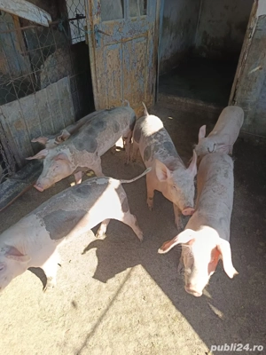 Vand purcei - imagine 4