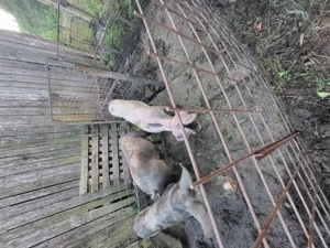 Vând 2 scroafe între 50 și 60 kg  - imagine 2